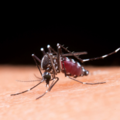 Deadly dengue virus hacks mosquito saliva to spread sickness