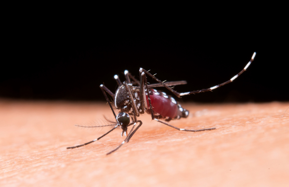 Deadly dengue virus hacks mosquito saliva to spread sickness