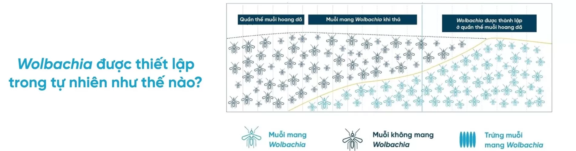 Phương pháp Wolbachia – Giải pháp tự nhiên, hiệu quả trong phòng chống sốt xuất huyết