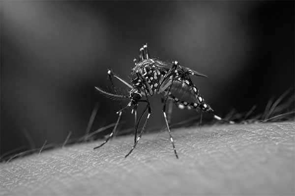 Dengue has vaccines. Could it soon have a treatment too?